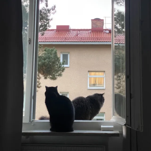 Bedroom window is a safe place for them to get some fresh air without going out