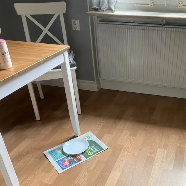 Pamuk's plate. I replace the newspaper after feeding